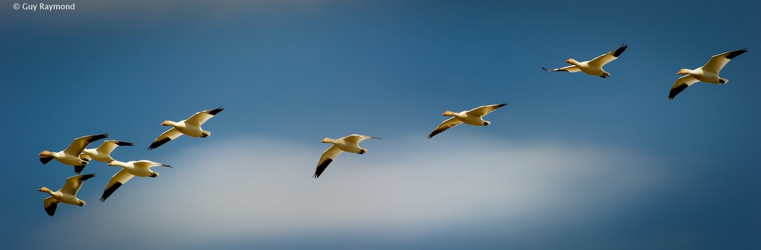 Chasse aux oiseaux migrateurs